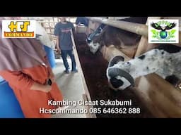 Kambing Cisaat #Hcscommando Sukabumi makan fermentasi sistem basah dan kering