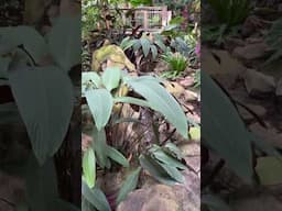 A Walk Through The Jungle (Garden) #gardening