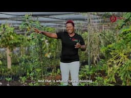 The Process of Pruning & Thinning of Wambugu Apples Trees