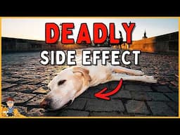 The pain killer side effect nobody is talking about (veterinarian reveals)