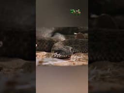 Deadly Snakes -  हिन्दी डॉक्यूमेंट्री #dangerous #snake #wildlifetelecast