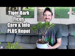 Tiger Bark Ficus (Ficus microcarpa) Care/Info & Repot