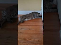 Bobcat playing footsie with the dogs under the door