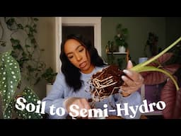 Prepping My Plants For Semi-Hydro Transfer | Alocasia, String of Turtles & Begonia 🌱