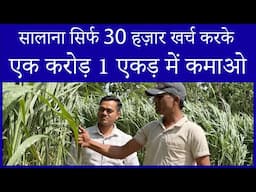 1 एकड़ में एक करोड़ की कमाई | किसानों का हरा सोना | Super Napier Business Model | Napier Grass Farming