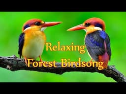 Forest Bird | The forest, river, and ocean with Beautiful  Music.