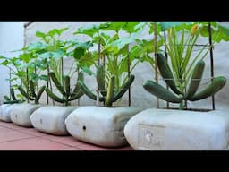 Do you want to know how EXPERTS grow high yielding Zucchini?