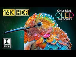 ONLY REAL OLED | 16K Video ULTRA HD | Dolby Vision 16K HDR