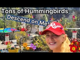 Suddenly TONS of Hummingbirds Surrounded Me at the Hummingbird Feeders RAW FOOTAGE of Birds Coming❤️