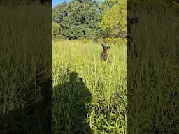 FLUSHER SKILLS:  Young Field Cocker Develops Hunting Skills