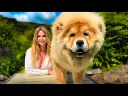 THE CHOW CHOW DOG : FLUFF WITH TEETH!! - Ultimate Guide