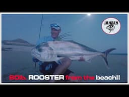 My biggest roosterfish from the beach!!