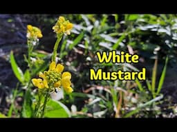 White Mustard - A Must Eat Wild (or cultivated) Edible