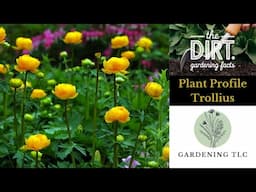 Plant Profile - All About Trollius