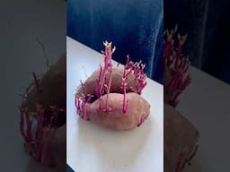 స్వీట్ పొటాటో కి మొలకలు వచ్చాయి || sweet potato sprouts #garden #harvest