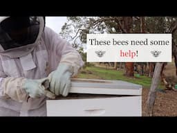 Hive Inspection for Beginner Beekeepers