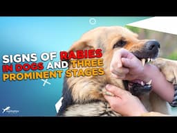 10 Signs of Rabies in Dogs and Three Prominent Stages