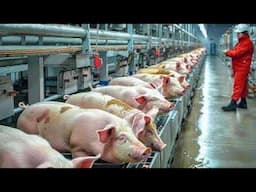 How Does China's Largest Pork Factory Process 100,000 Pigs A Day Automatic Pork Processing Line