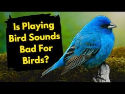 Is Playing Bird Sounds ACTUALLY BAD For Birds? (Important Bird Watching Science!)