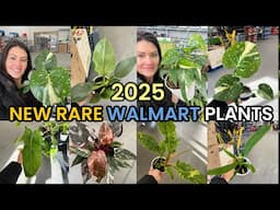 Monstera Thai! NEW WALMART RARE PLANTS! Big Box Houseplant Shopping - Indoor Plants - Walmart Finds