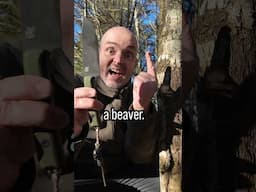 Fell a Tree with a small Knife #survivalhacks #survival