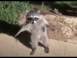 I haven't got a gun, I'm a raccoon - A Translation Compilation