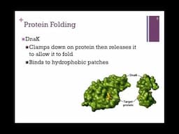 190-Protein Folding