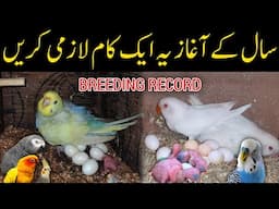 Must do this in start of January | Budgies Lovebirds ke lia important kam