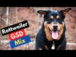 Rottweiler German Shepherd Mix | How To Train a Rottweiler German Shepherd Mix ?