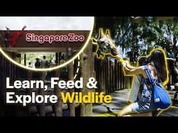 Singapore Zoo: The Ultimate Wildlife Experience