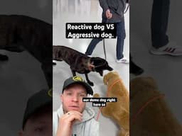 Whats the difference between a reactive dog and a aggressive dog?