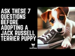 Stop! Ask These 7 Questions Before Adopting a Jack Russell Terrier Puppy