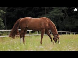 Stallbesuch bei André Thieme