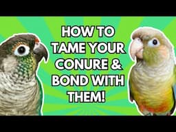 Green Cheeked Conure Bonding  Taming Tips | How to Bond With &  Tame a Green Cheek | BirdNerdSophie