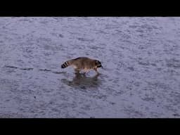 Raccoons Strolling Along the San Francisco Bay