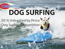 2016 Unleashed by Petco DOG SURFING Competition