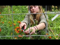 Homegrown Herbal Remedies - Medicine From The Garden (And Fire Cider Recipe)