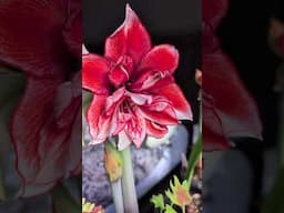 Beautiful 'Flamed Amadeus' Amaryllis🍃🌸 #amaryllis #shorts #hippeastrum