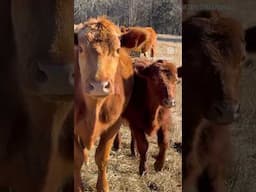 Feeding my best friends, mama cows and their calves.