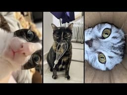 Cute and funny CATS 🐱Videos🔶 Сompilation # 46🔶