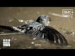 Nesting Season In The Tham Nam Lod Cave | Asia | BBC America