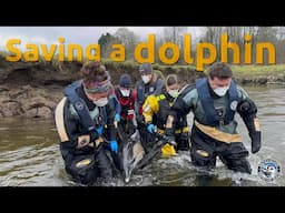 Saving a dolphin