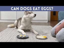 Can Dogs Eat EGGS? Cooked Or Raw?