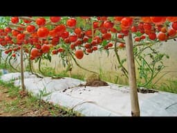 I wish I had known this method of growing tomatoes in soil bags