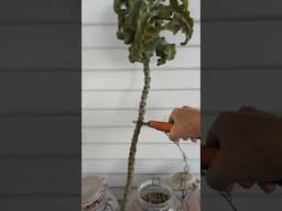 Time to chop my Kalanchoe beharensis! (With one hand...)