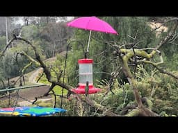 🔴 Hummingbirds Feeding in Southern California on Rainy Day, Robbie and Gary Gardening Easy is live!