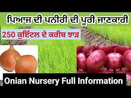 ਪਿਆਜ ਦੀ ਪਨੀਰੀ ਬਾਰੇ ਜਾਣਕਾਰੀ |Onian Nursery Full Details In Punjabi | Onian Farming |