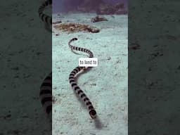 Banded Sea Krait: The Venomous Sea Explorer with a Foot on Land