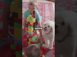 Dogs vs.Toddlers: Who's SMARTER?