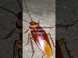 A Cockroach using it's antennae to detect